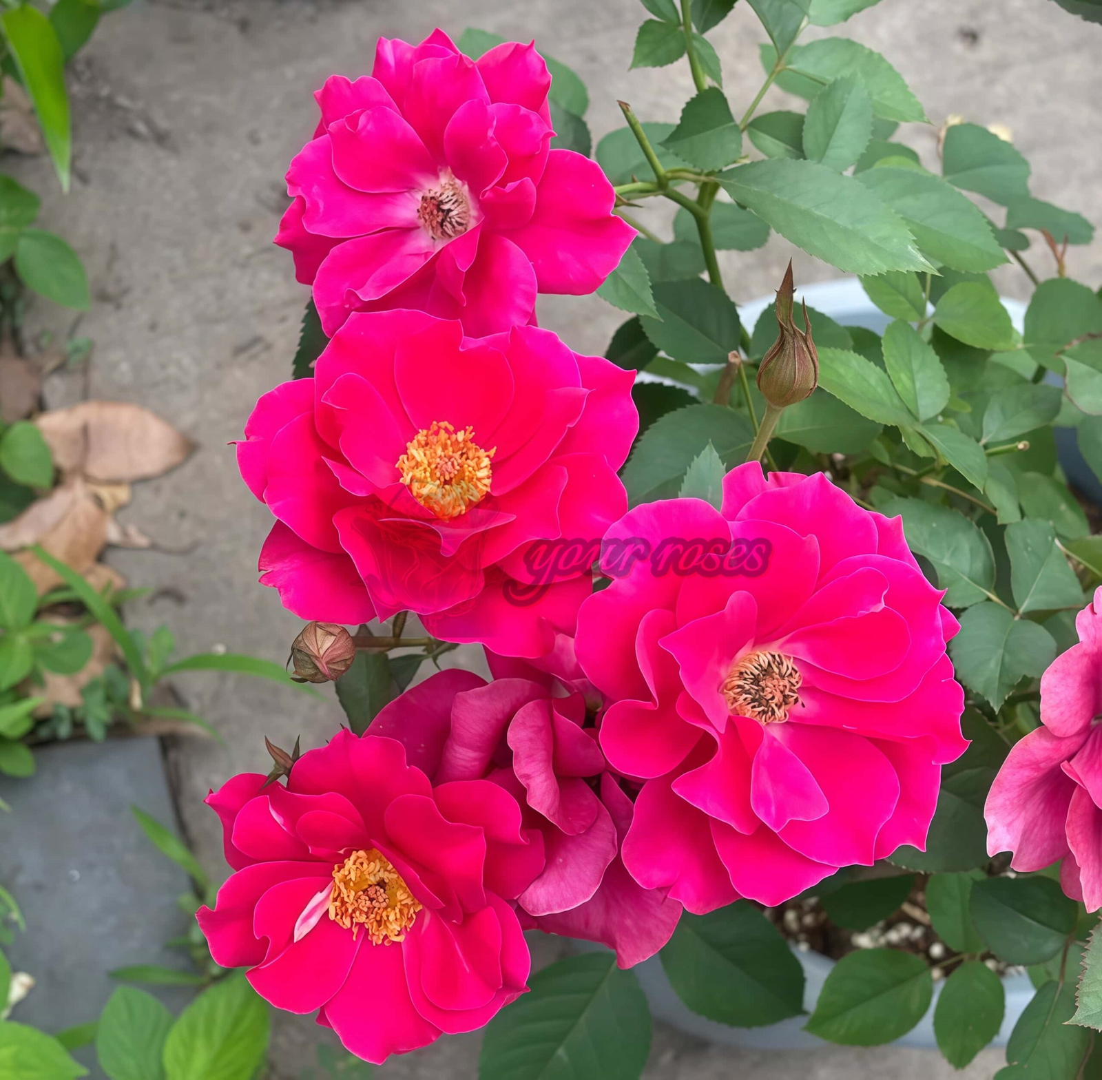 The Flowering Spirit Kurenai Rose for sale丨Your roses