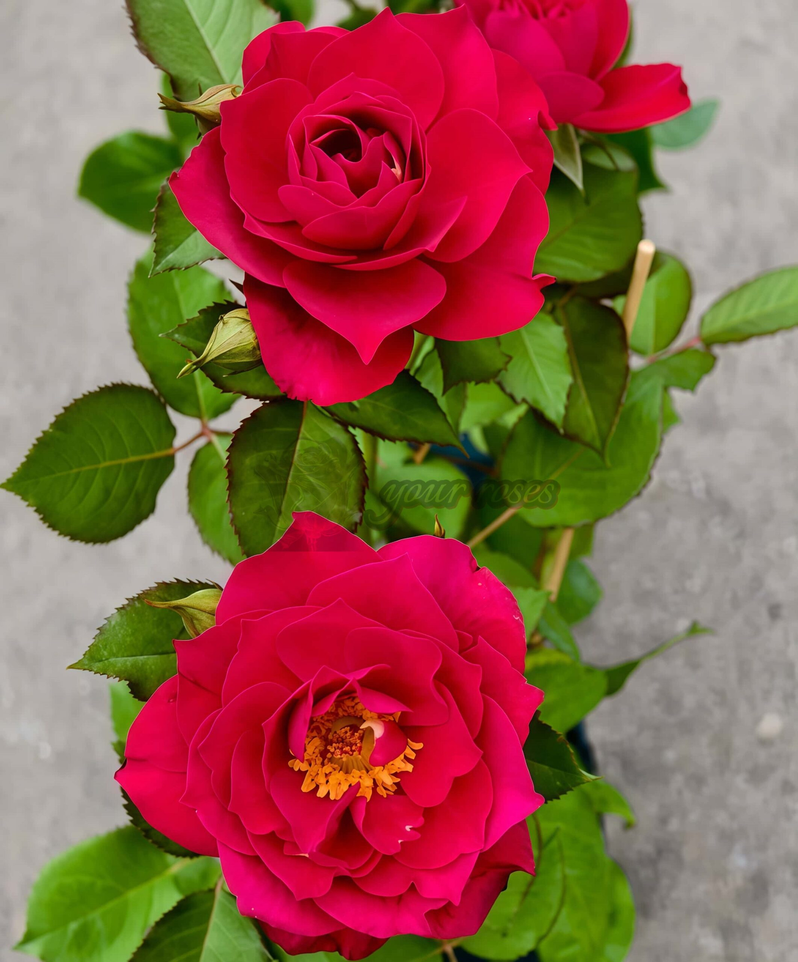 The Flowering Spirit Kurenai Rose丨Your roses