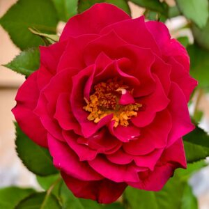 The Flowering Spirit Kurenai Rose The Flowering Spirit Kurenai Rose丨Your roses丨Your roses