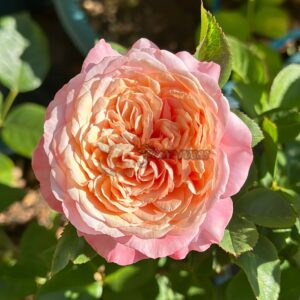 Tianlang Xingchen Rose丨Your roses