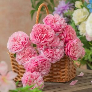 Tongguan Rose丨Your roses