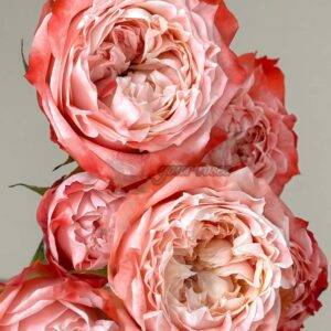 Tongyun Rose丨Your roses