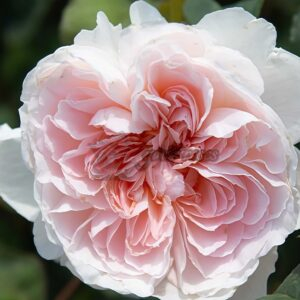 Tranquility Rose丨Your roses