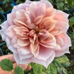 Unonosarara Rose for sale丨Your roses