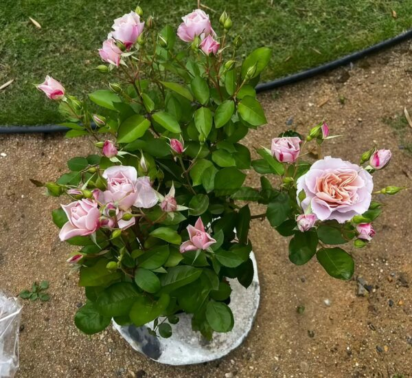Unonosarara Rose Plant| 鸬野赞良 -