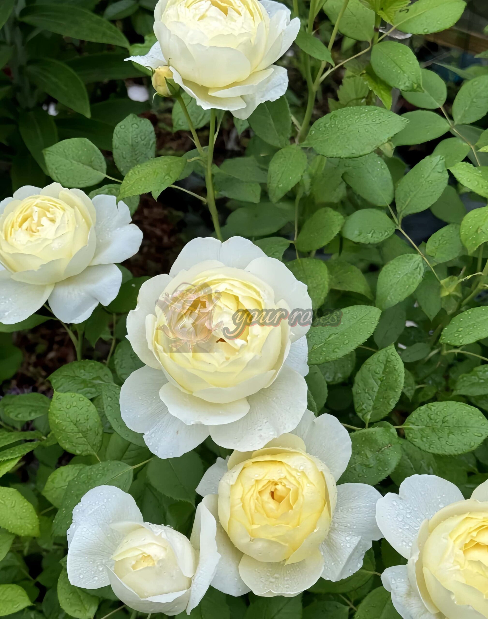 Vanessa Bell Rose丨Your roses