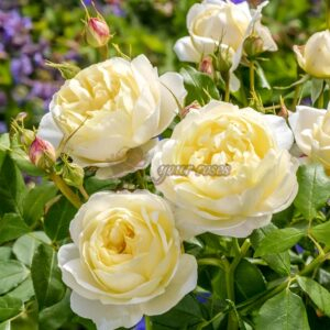 Vanessa Bell Rose for sale丨Your roses
