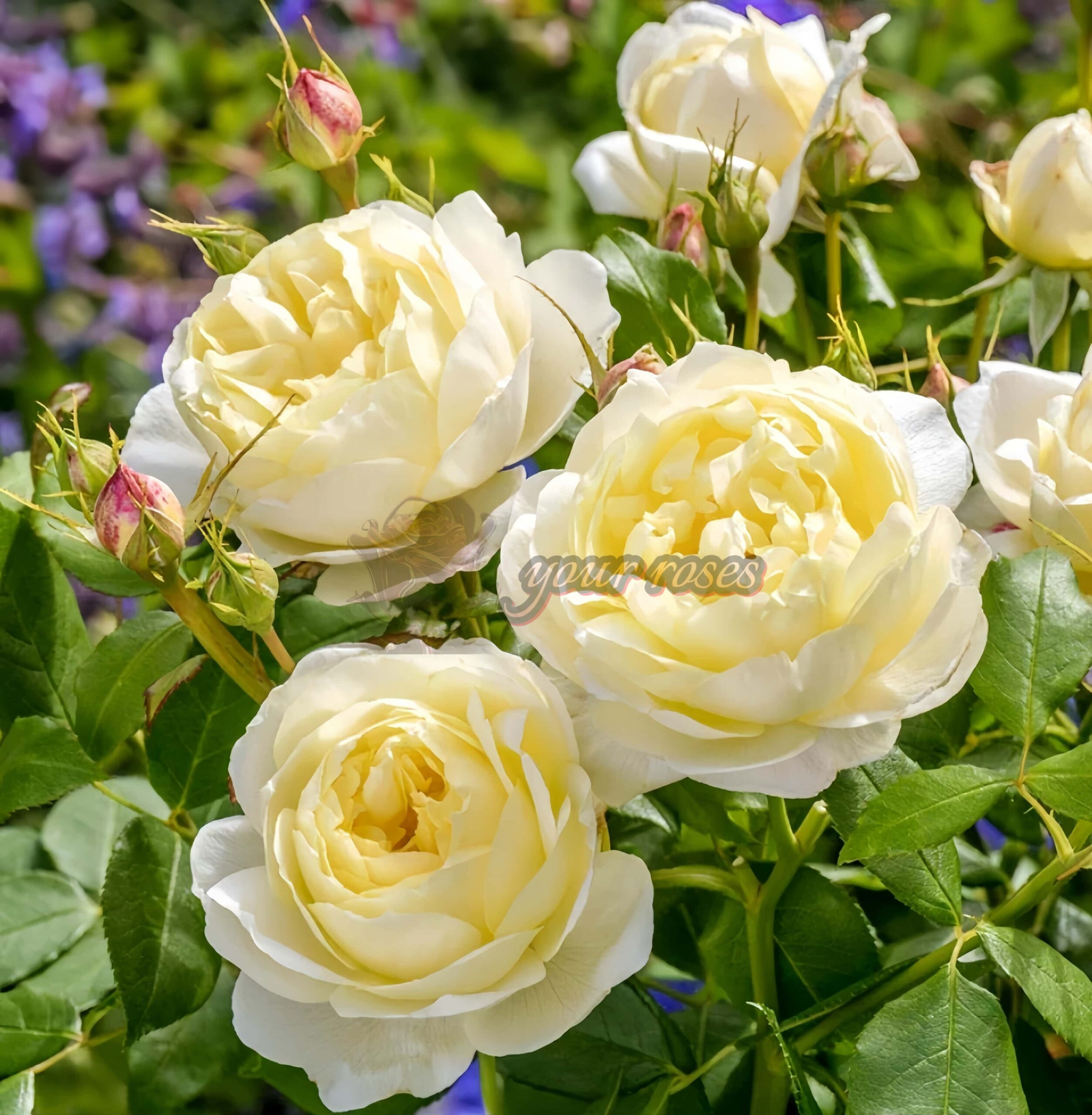 Vanessa Bell Rose for sale丨Your roses
