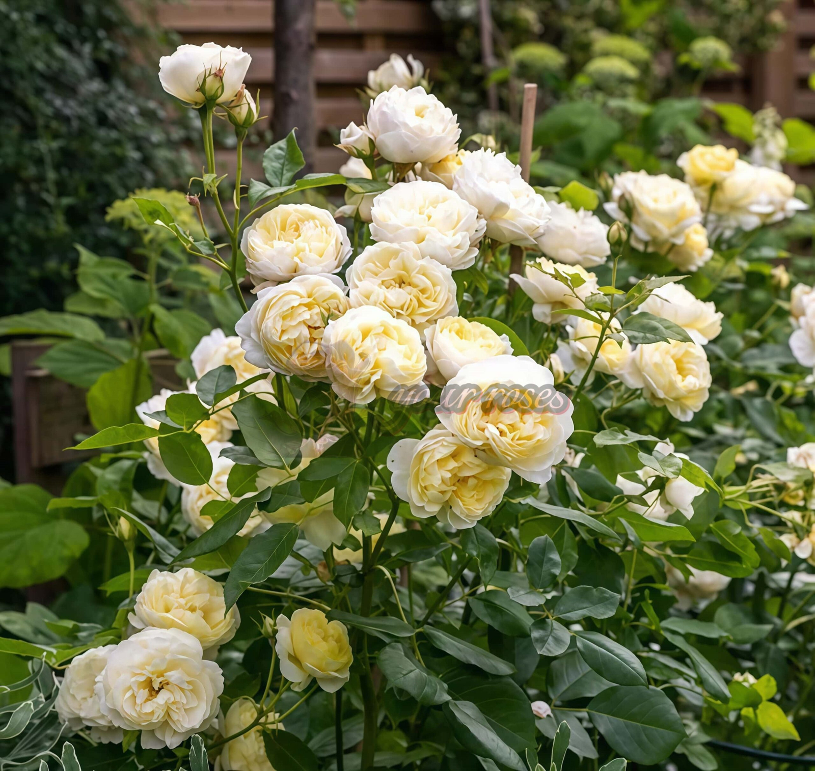 Vanessa Bell Rose丨Your roses