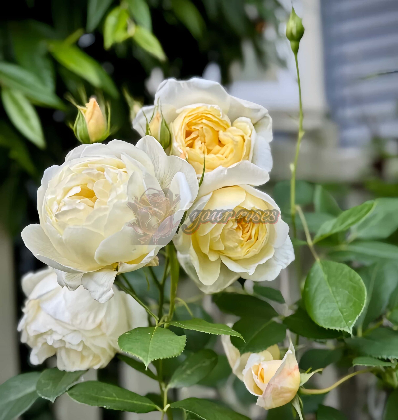 Vanessa Bell Rose plant丨Your roses