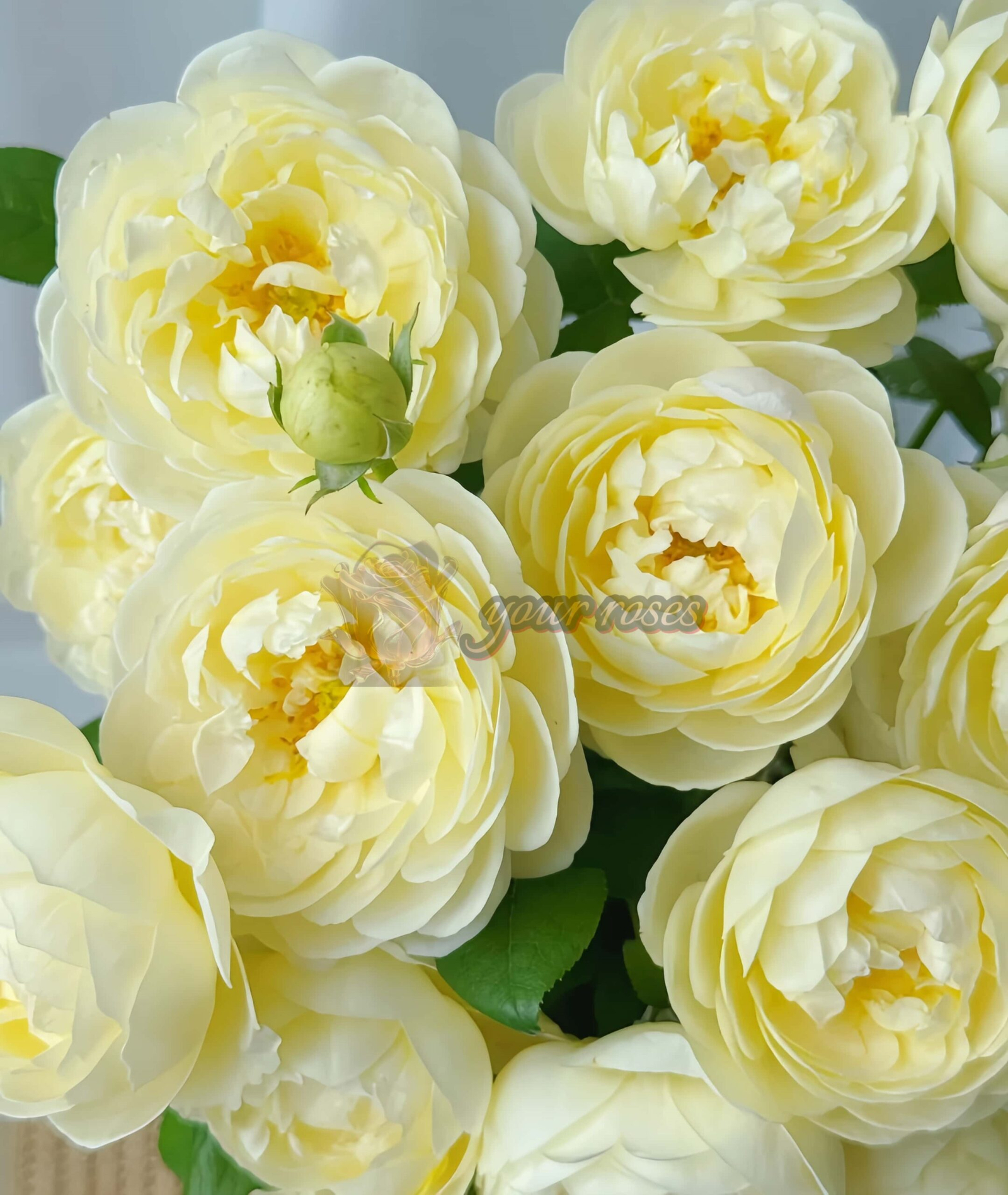 Vellow Ambridge Rose丨Your roses