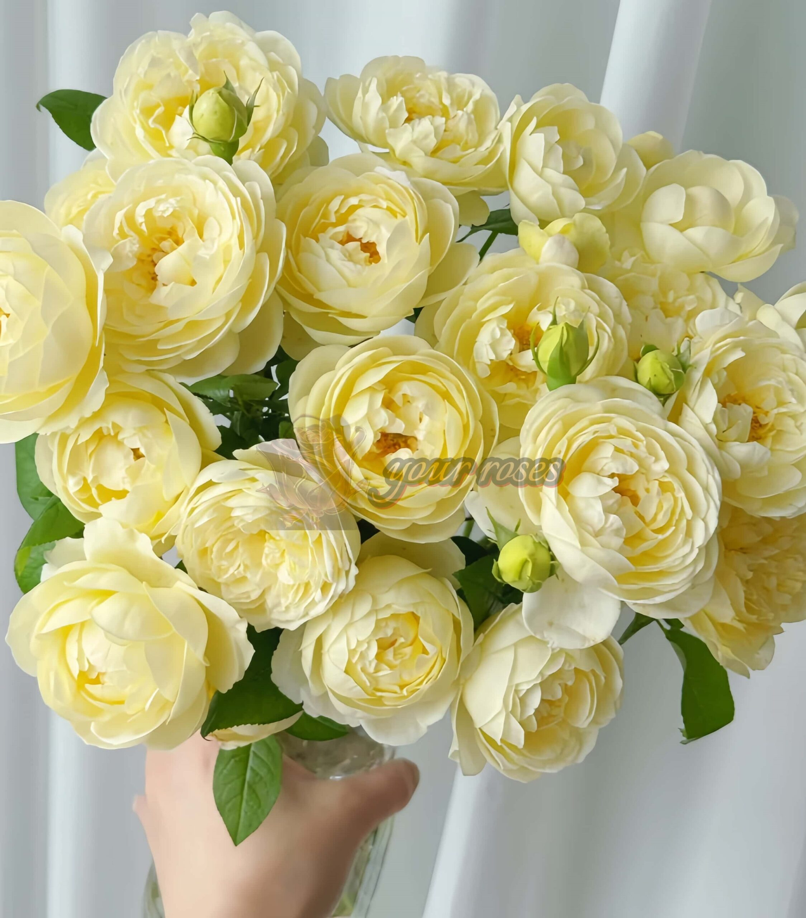 Vellow Ambridge Rose for sale丨Your roses
