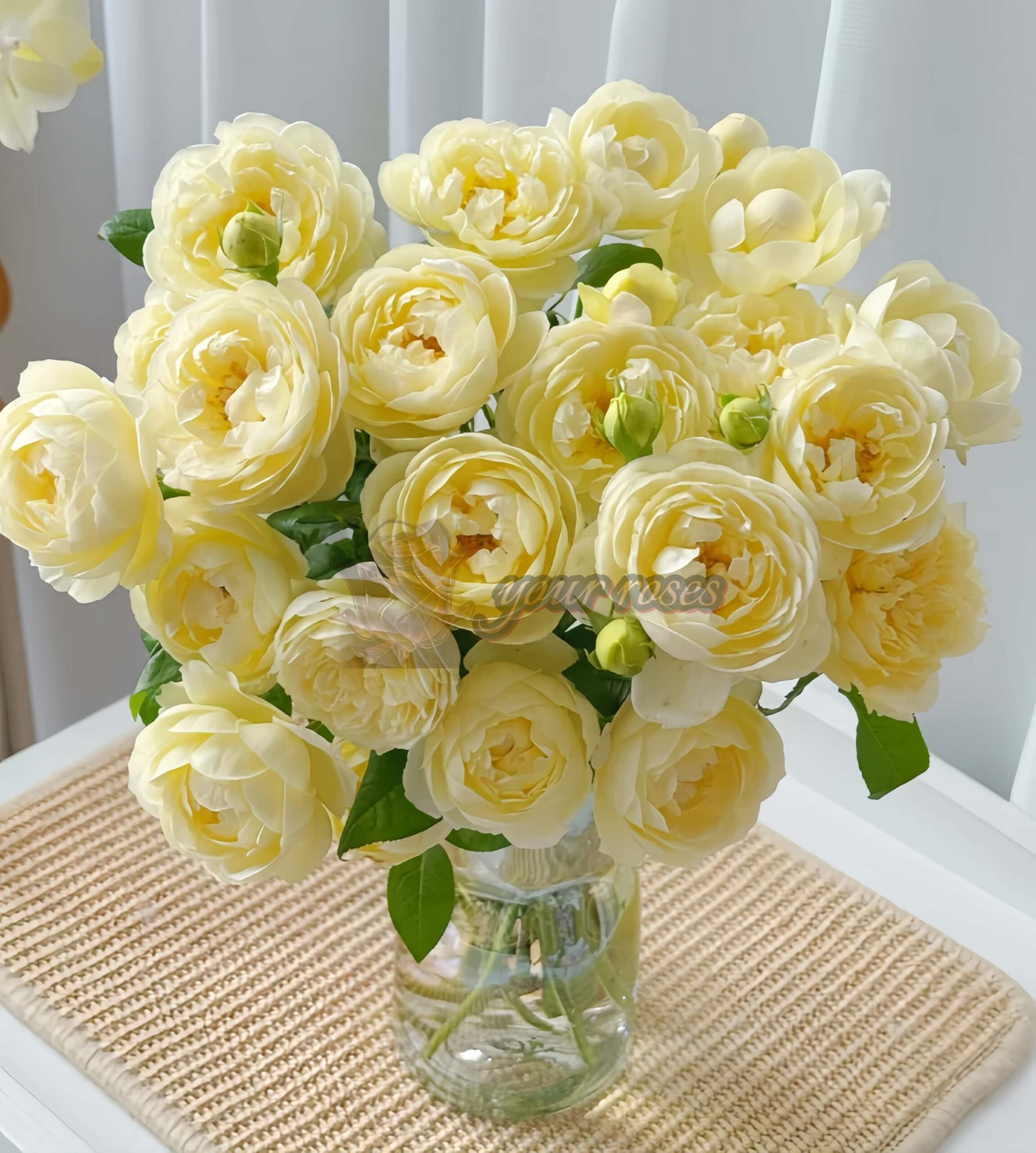 Vellow Ambridge Rose丨Your roses