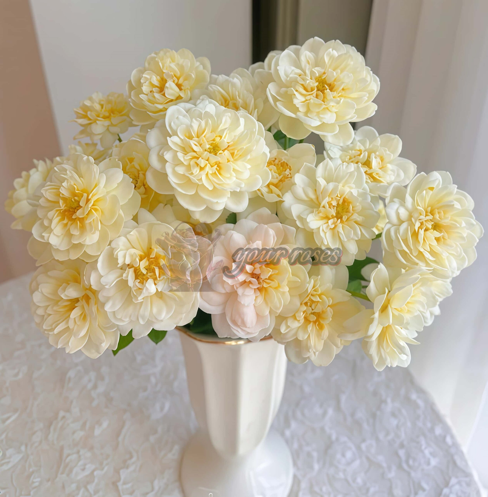 Vellow Ambridge Rose plant丨Your roses