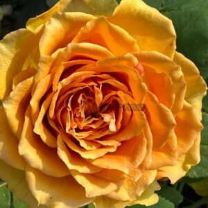 Versilia Rose for sale丨Your roses