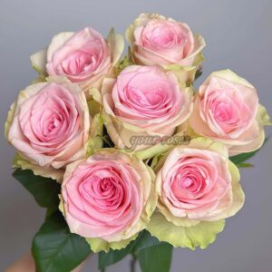 Vitara Rose丨Your roses