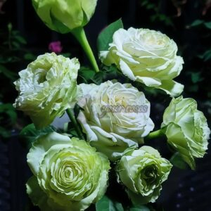Wakana Rose plant丨Your roses