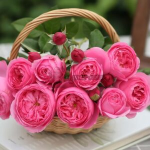 Wanshan Rose丨Your roses