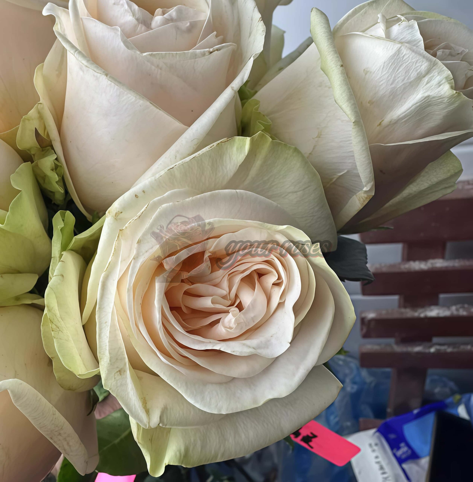 Wedding Spirit Rose for sale丨Your roses