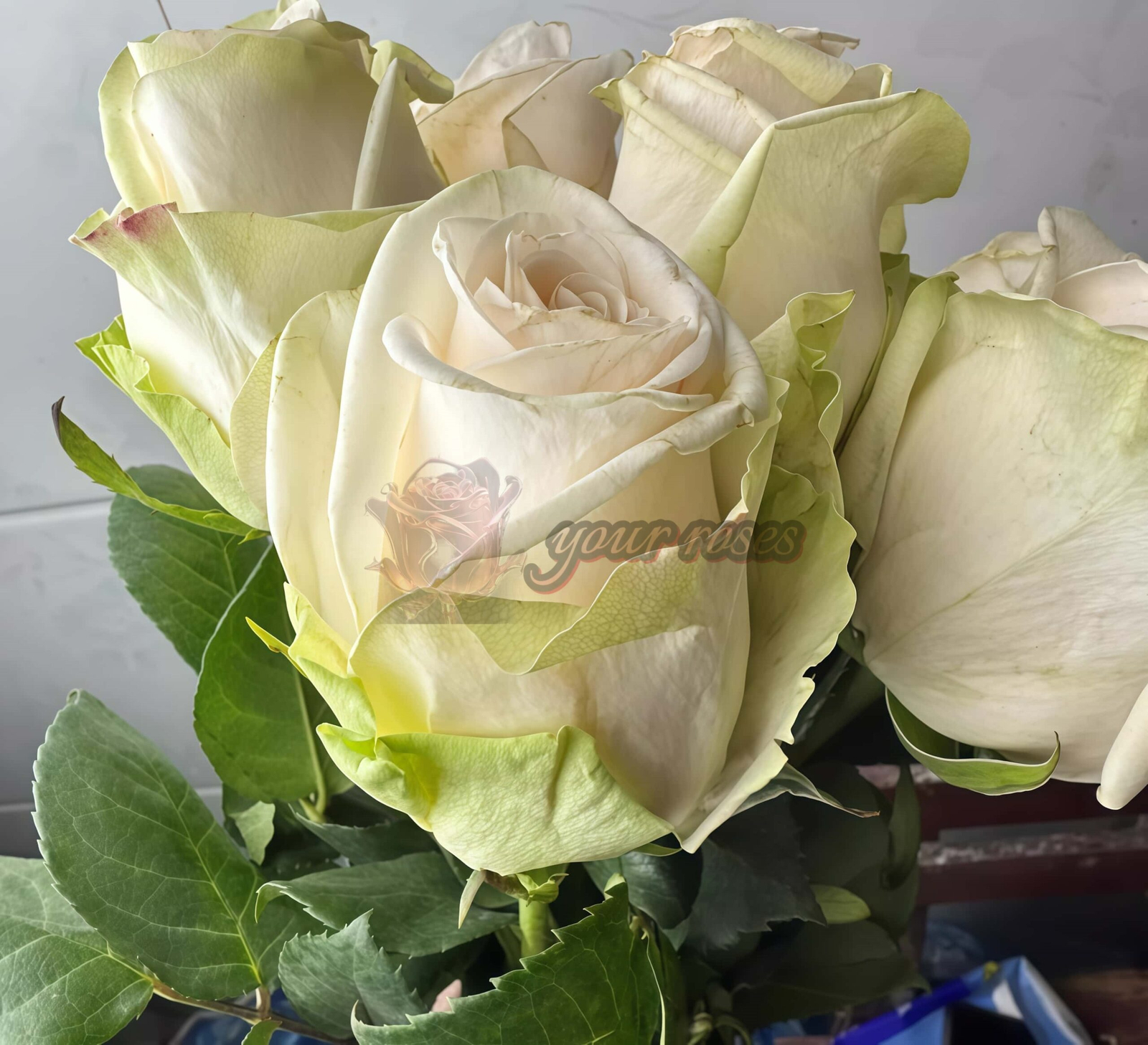 Wedding Spirit Rose丨Your roses