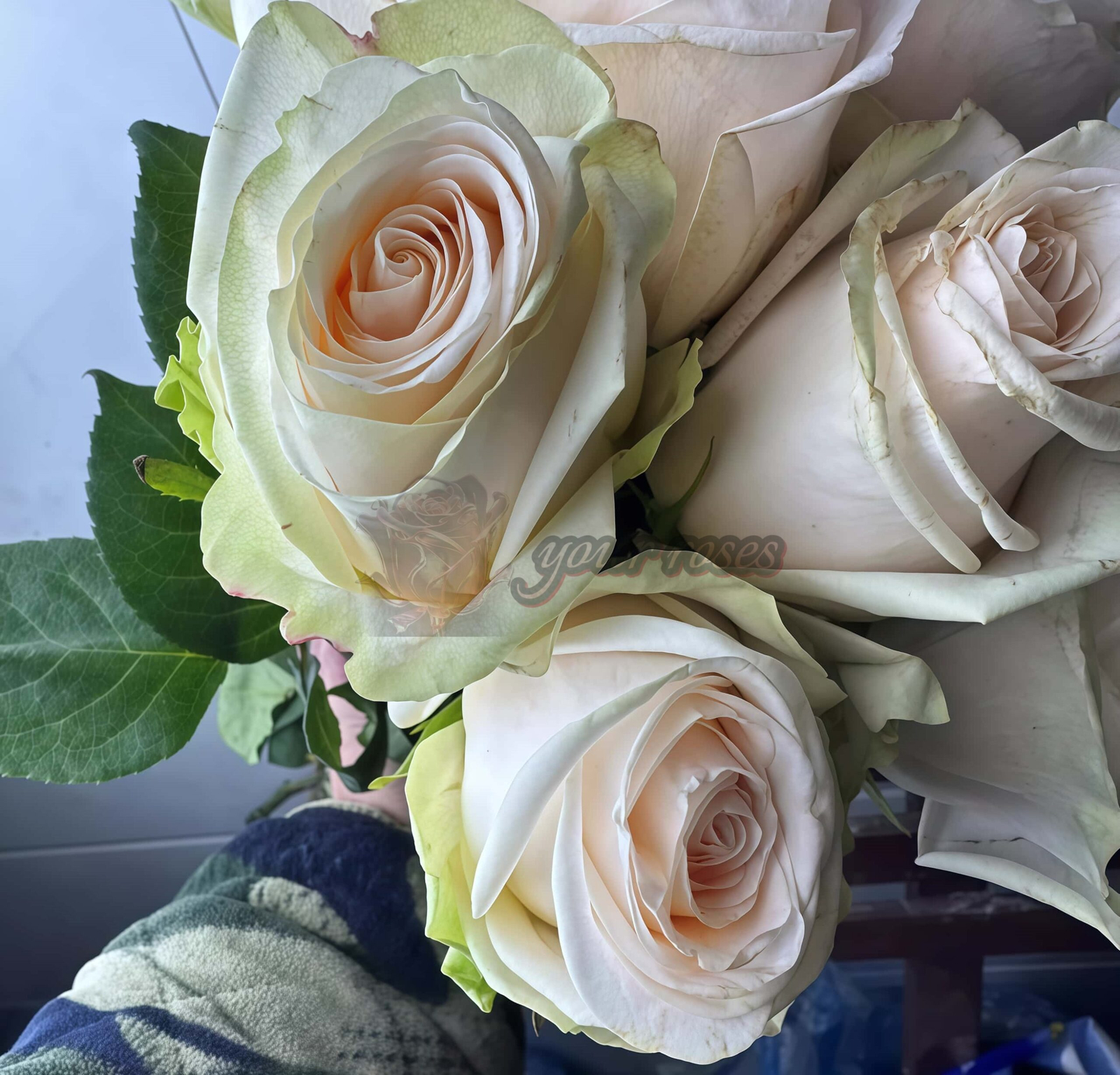 Wedding Spirit Rose plant丨Your roses