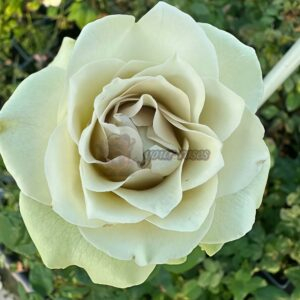 Windsor Castle Rose for sale丨Your roses