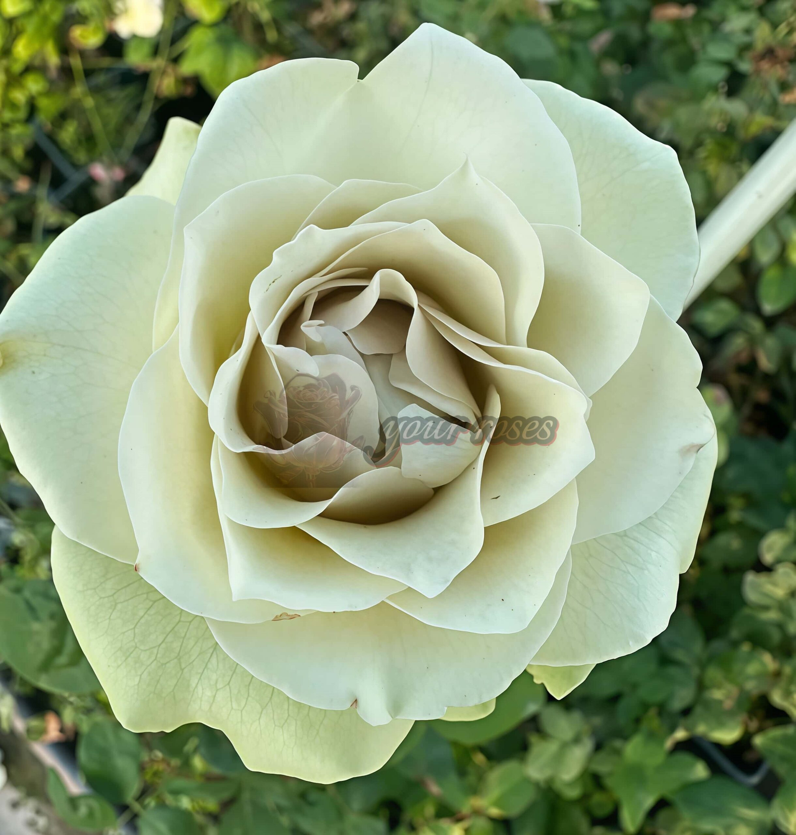 Windsor Castle Rose for sale丨Your roses