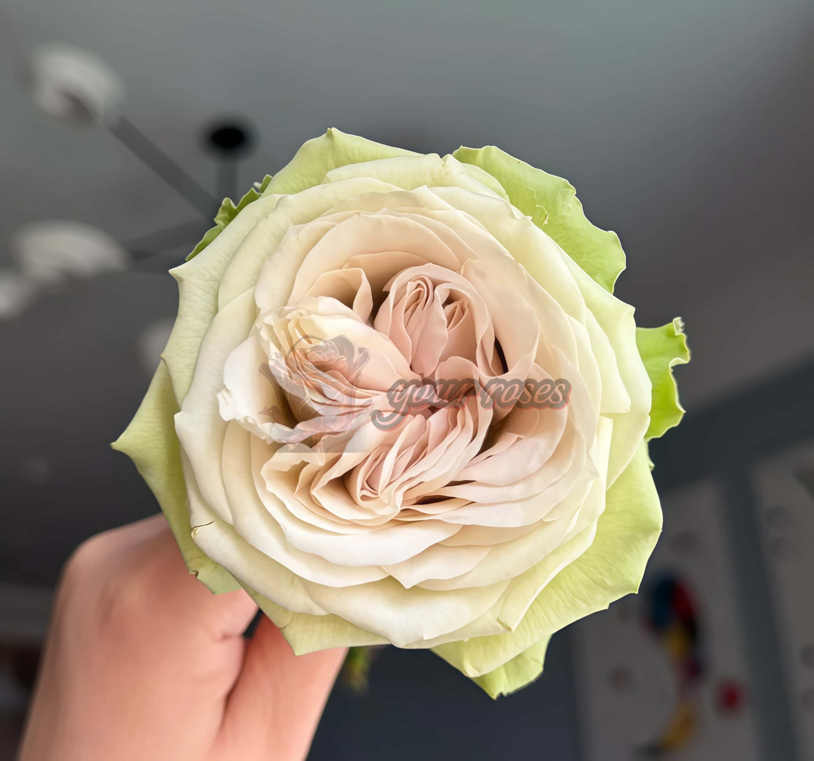 Windsor Castle Rose plant丨Your roses