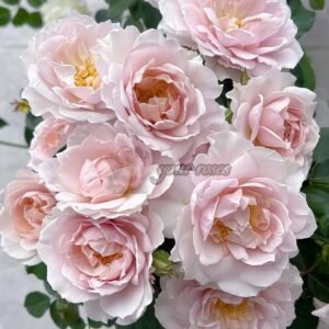 Wushixian Rose丨Your roses