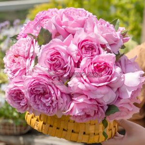 Xianji Rose丨Your roses