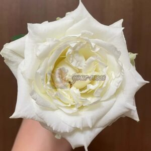 Xiaojie Rose丨Your roses