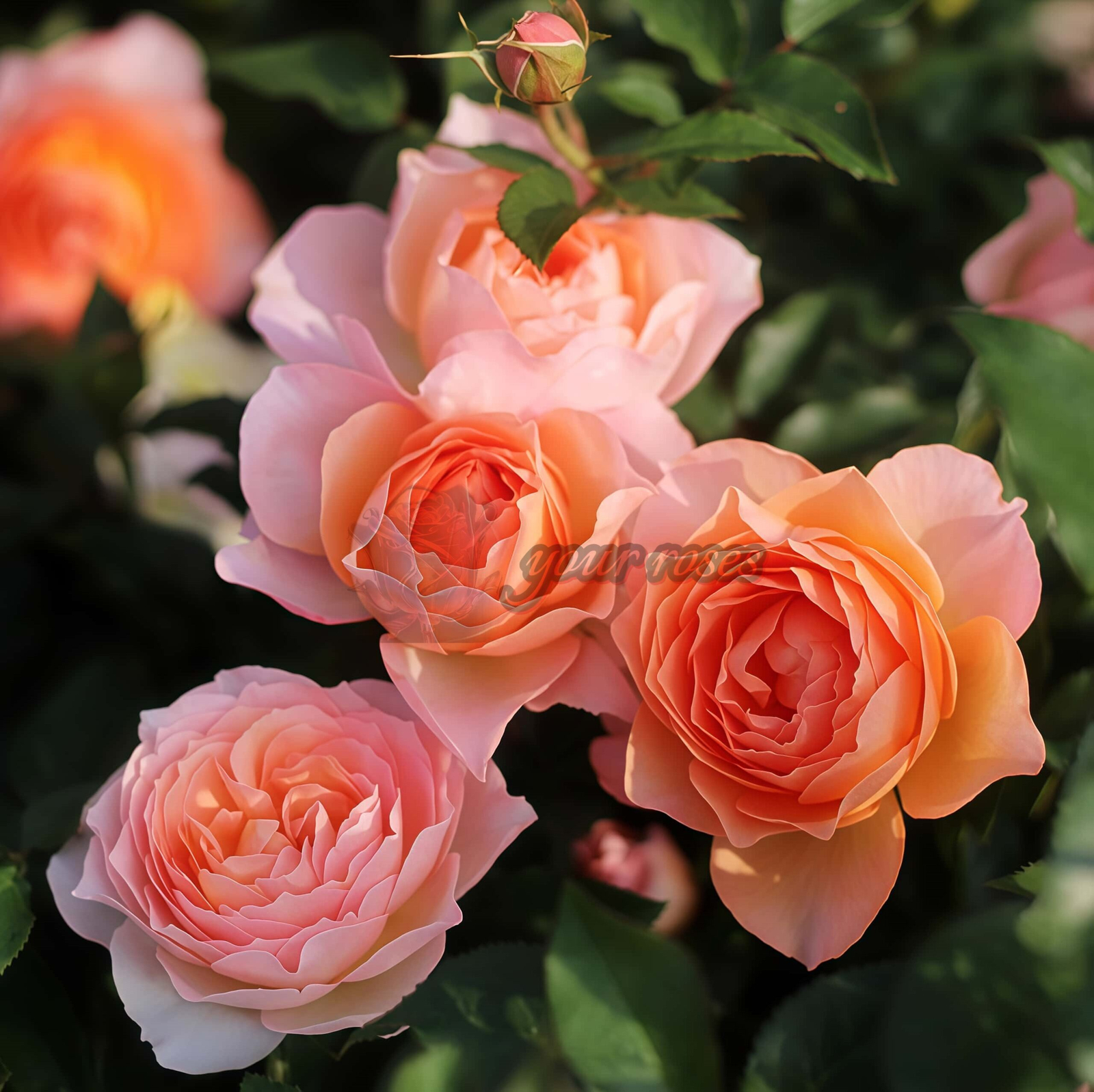 XingRang Rose for sale丨Your roses