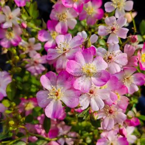 Xinghuayu Rose丨Your roses