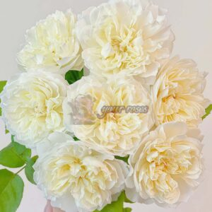 Xinyu Rose for sale丨Your roses