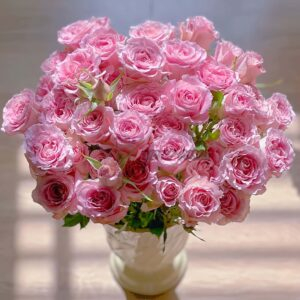 Xiyao Rose for sale丨Your roses