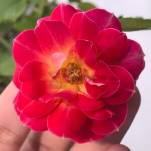 Xizi Wanyue Rose for sale丨Your roses