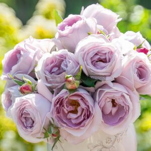 Yeguangbei Rose plant丨Your roses