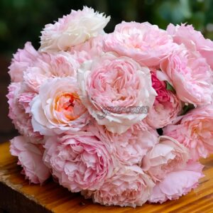 Yingyingfen Rose丨Your roses