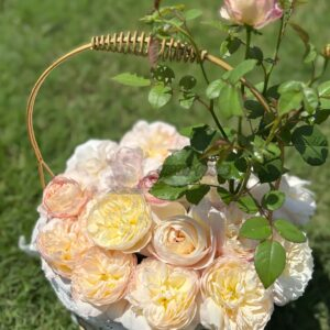 Youqing Rose丨Your roses