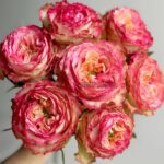Yuetao Rose plant丨Your roses