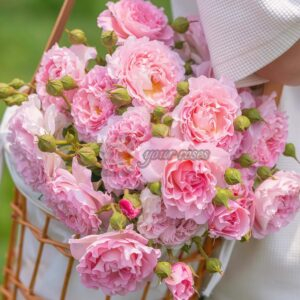 Yunshu Rose丨Your roses