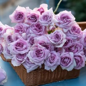 Ziyuan Rose丨Your roses