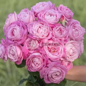 ji He Rose丨Your roses