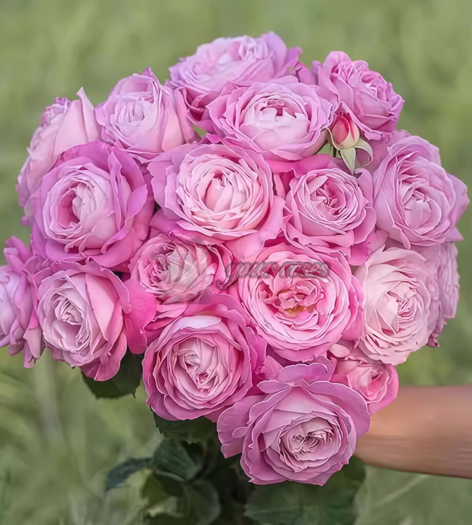 ROSEページ ji He Rose Plant|芠荷 -