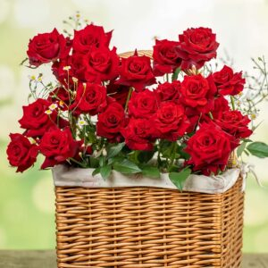 jiangmeijiu Rose for sale丨Your roses