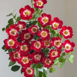 little Artist Rose丨Your roses