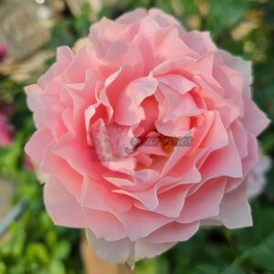 robe decolletee Rose丨Your roses