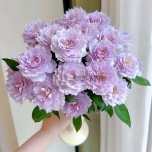 zi yue guang Rose丨Your roses