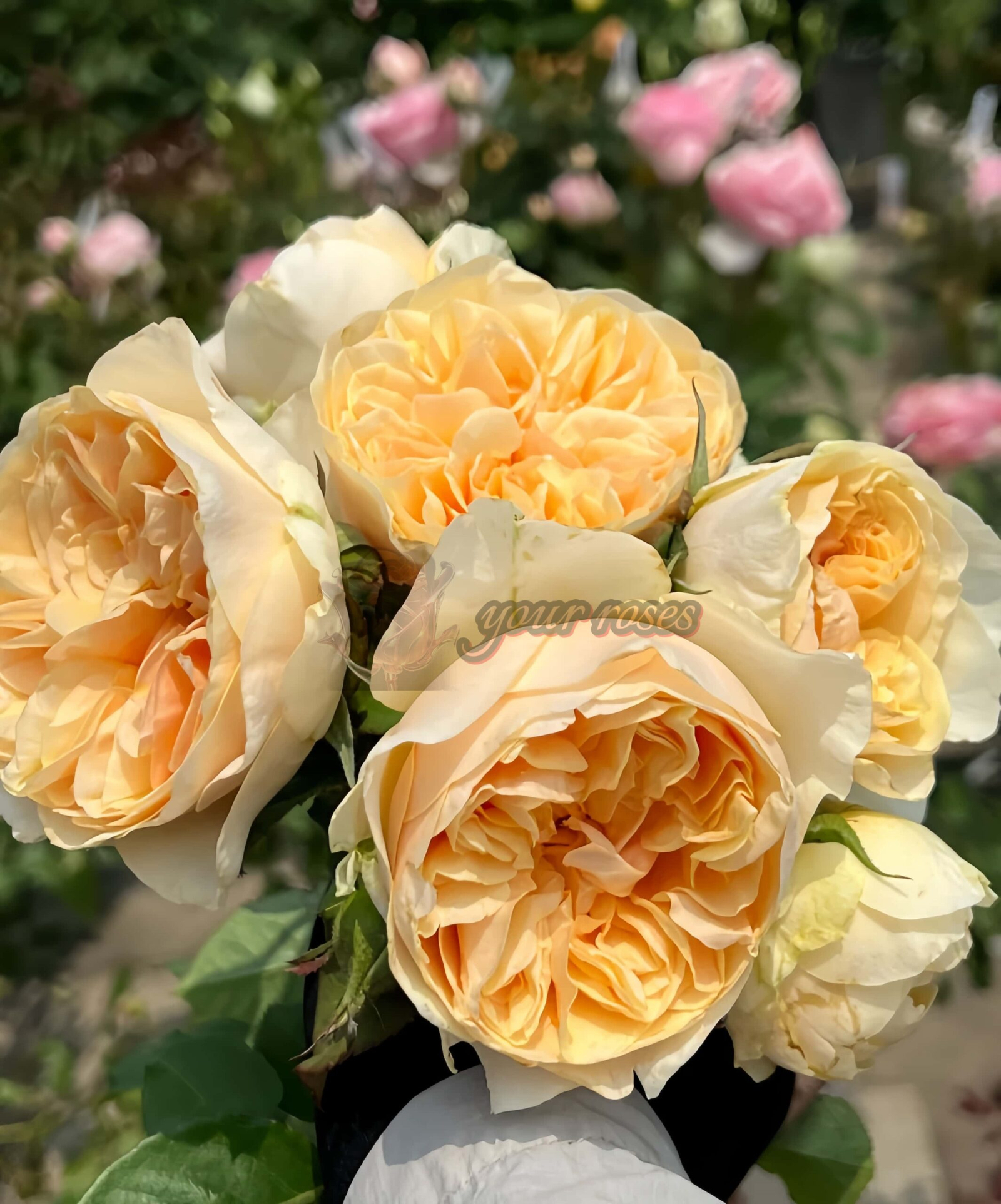 Japanese Roses 归档-