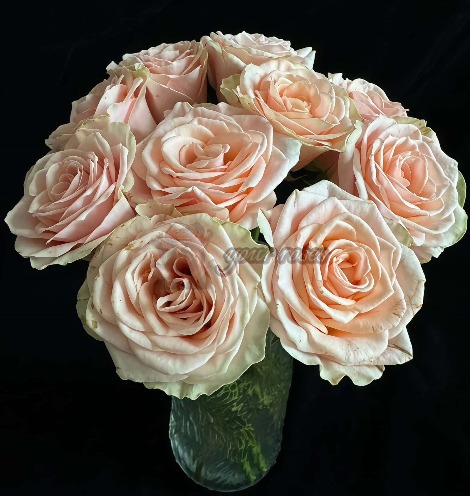 Capodimonte Rose丨Your roses
